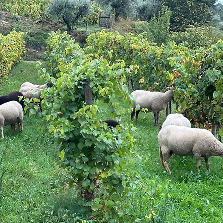 Quinta Da Moita Agroturismo Tabuaço Extérieur photo