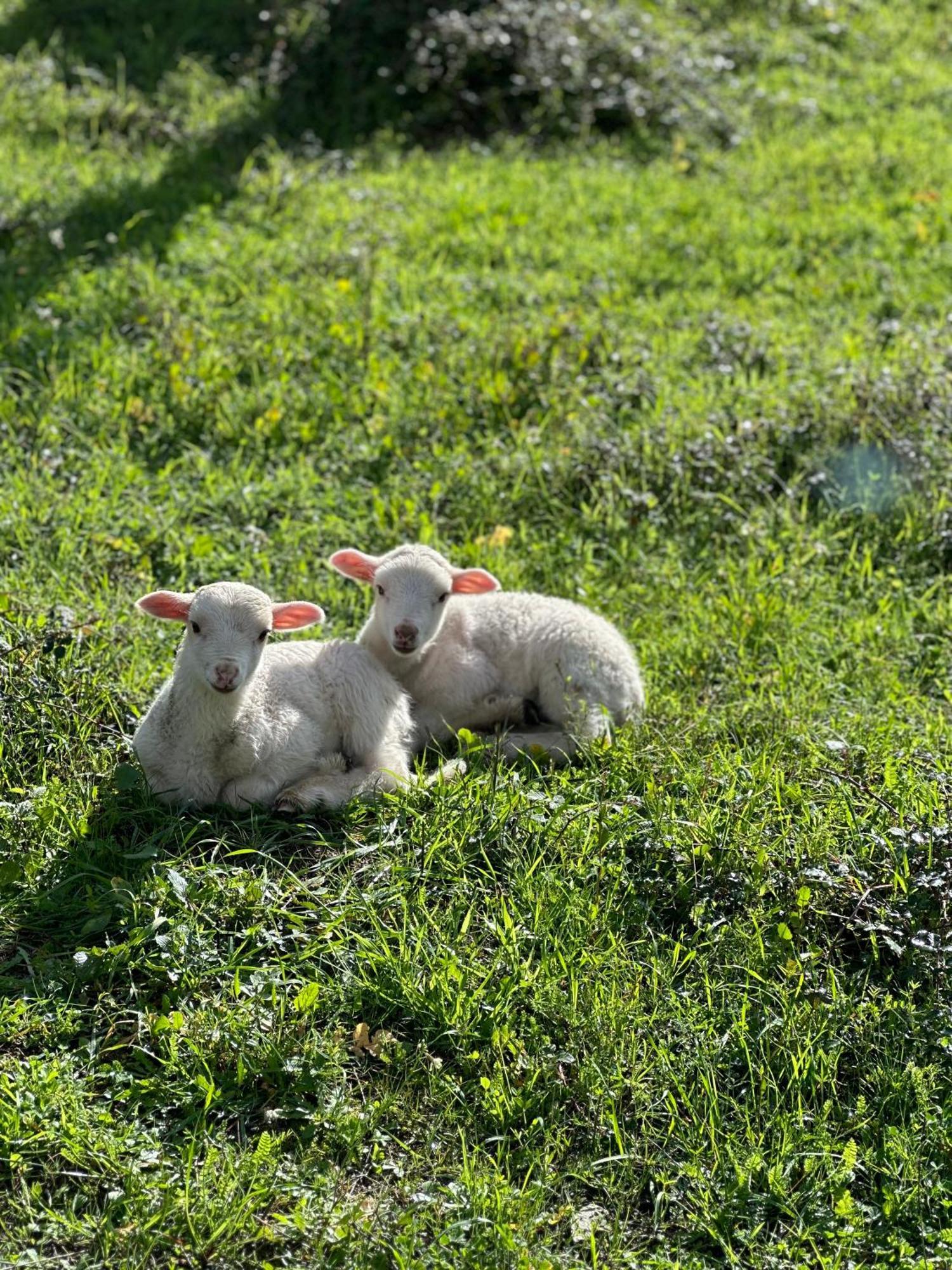 Quinta Da Moita Agroturismo Tabuaço Extérieur photo