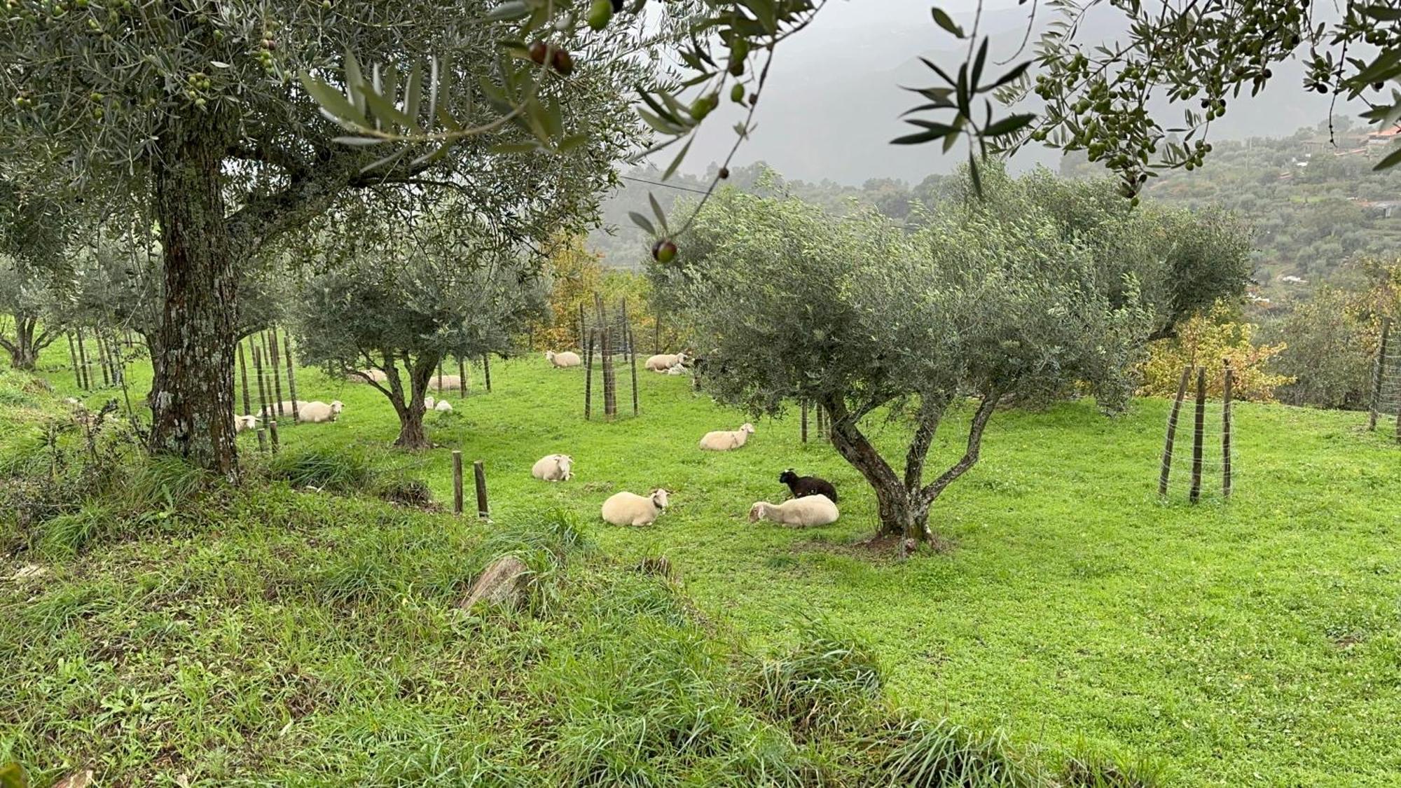 Quinta Da Moita Agroturismo Tabuaço Extérieur photo